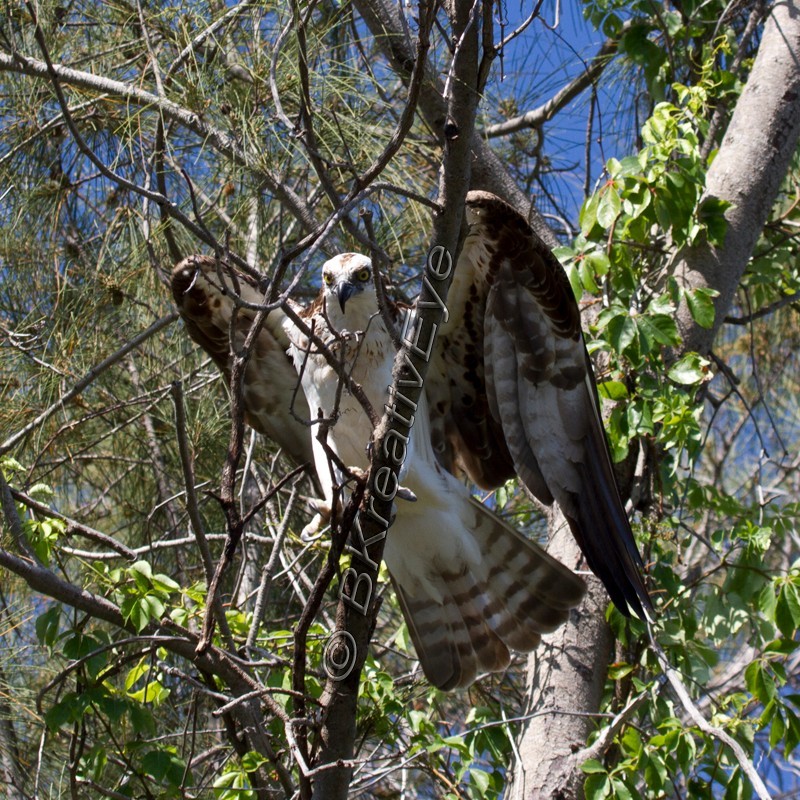 OSP Birds 219 - Osprey