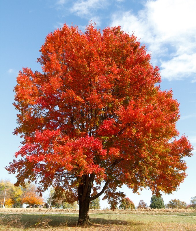 Trees  _0003 - Trees