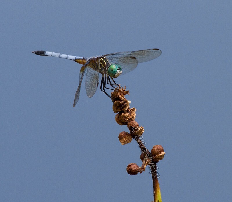 DF AnimalsCreatures 172 - Dragonflies