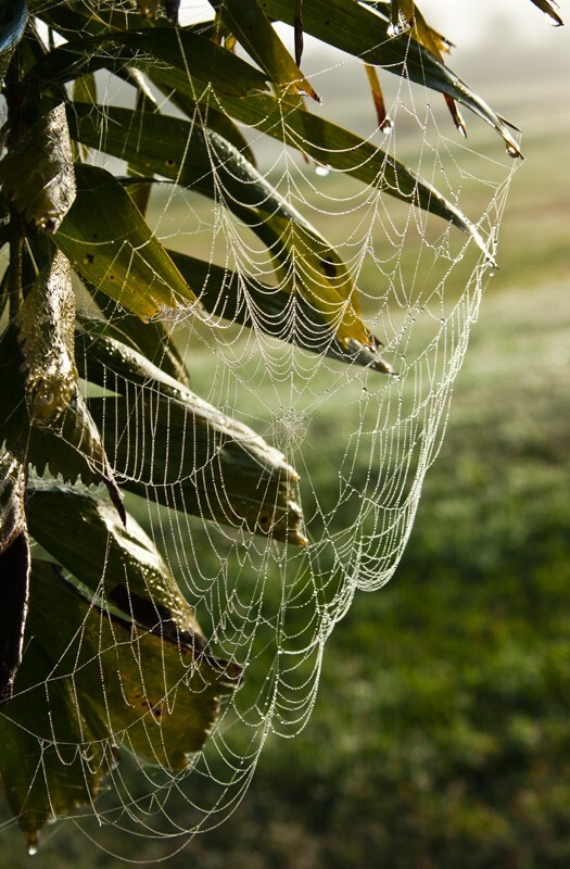 AnimalsCreatures _0103 - Animals, Creatures