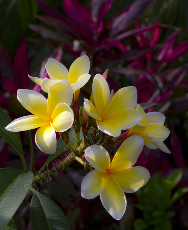 Floral 110 - Floral - Plants