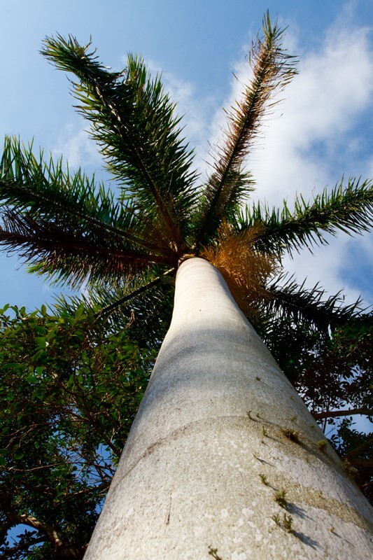 Trees  _0005 - Trees