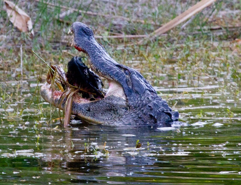 Aligators _0044 - Alligators