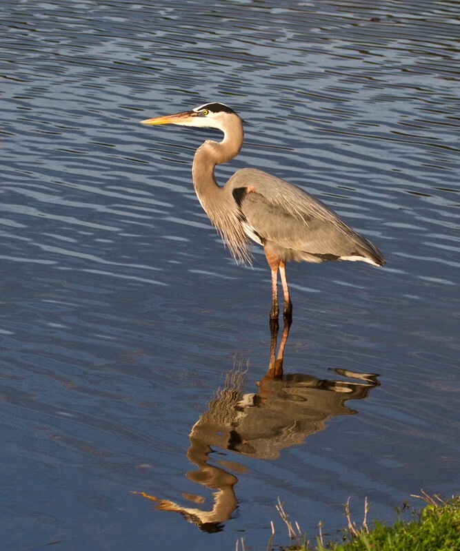 Great Blue Heron _0090 - Great Blue Heron