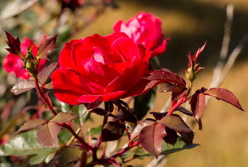 Floral_0069 - Floral - Plants