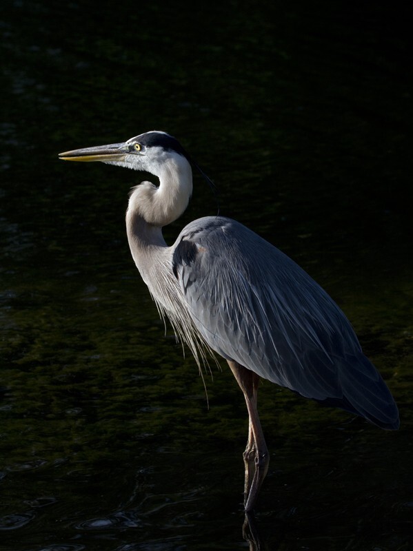 Great Blue Heron _0012 - Great Blue Heron