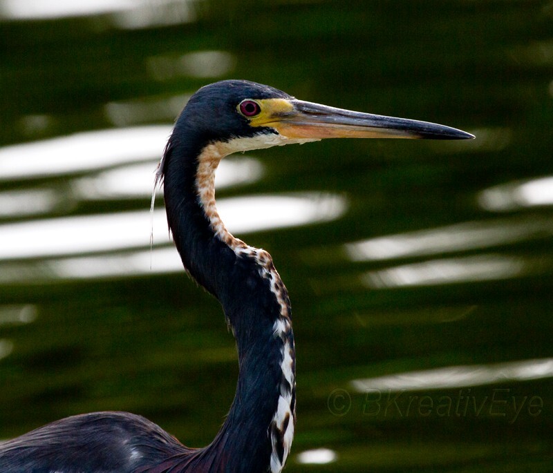 Birds 338 - Birds