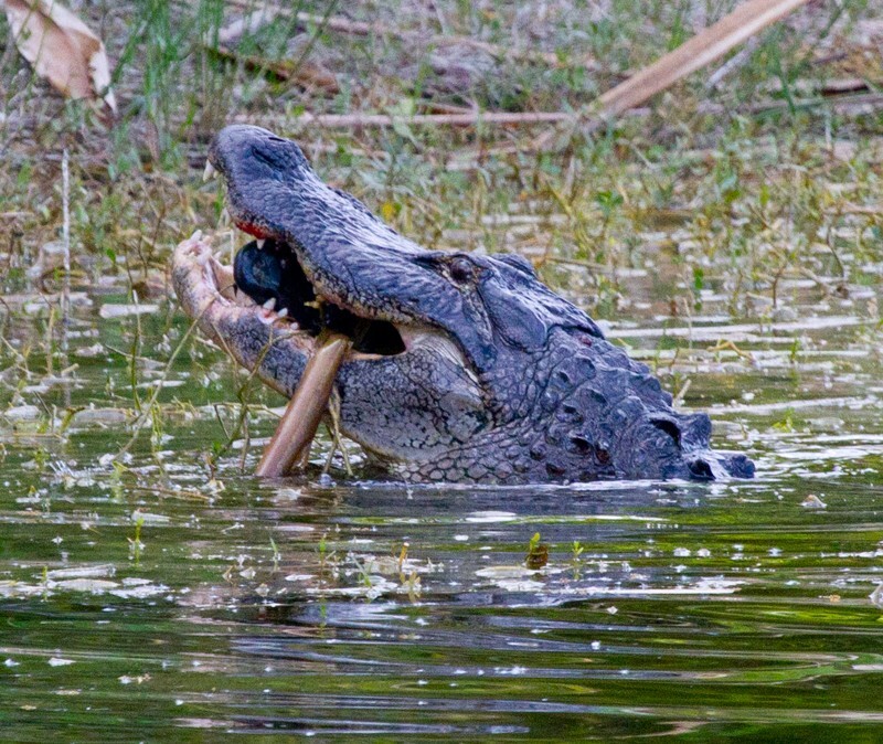 Aligators _0043 - Alligators