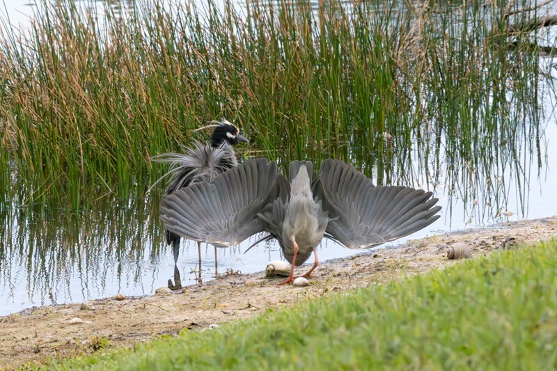 Yellow Crowned Night Heron _0009 - Yellow Crowned Night Heron