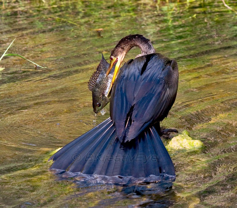 Birds 052 - Birds