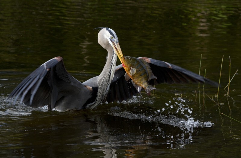 Great Blue Heron _0035 - Great Blue Heron