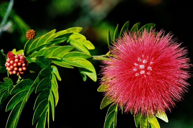 Floral_0128 - Floral - Plants