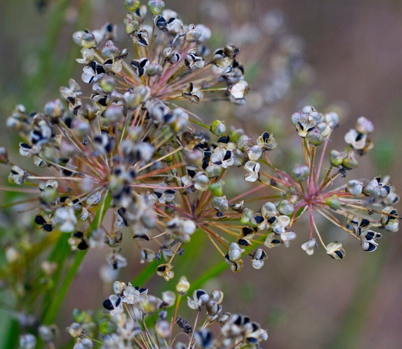 Floral_0063 - Floral - Plants