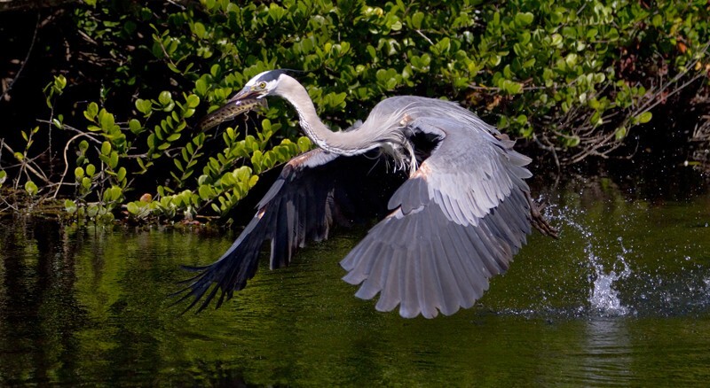 Great Blue Heron _0061 - Great Blue Heron
