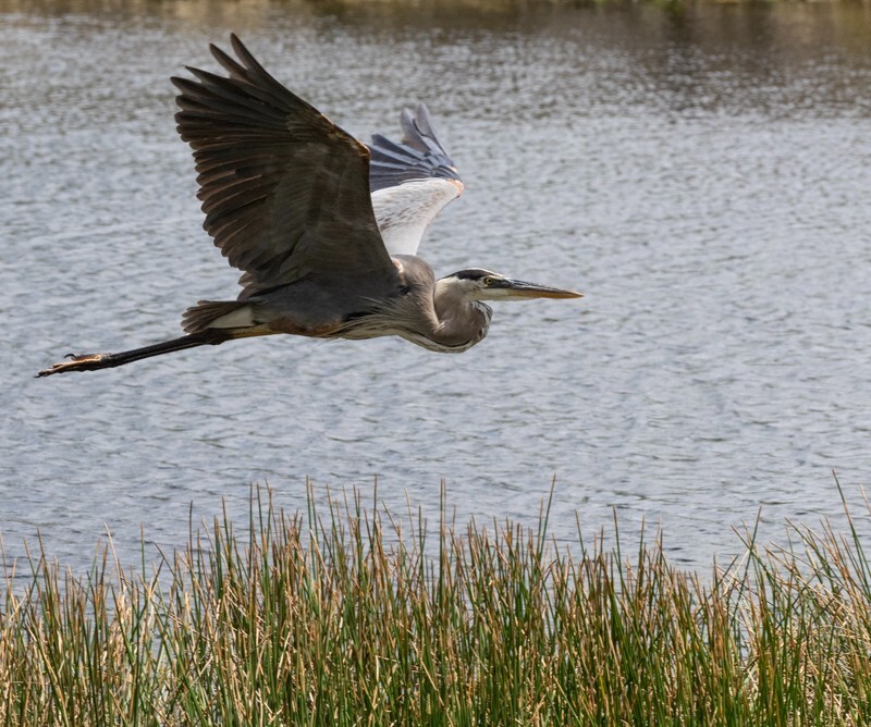 Great Blue Heron _0100 - Great Blue Heron
