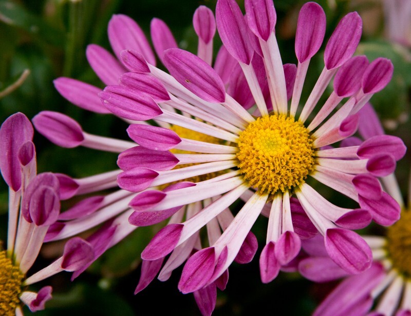 Floral_0002 - Floral - Plants