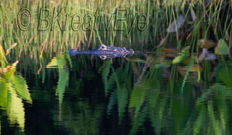 AnimalsCreatures  127 - Animals, Creatures