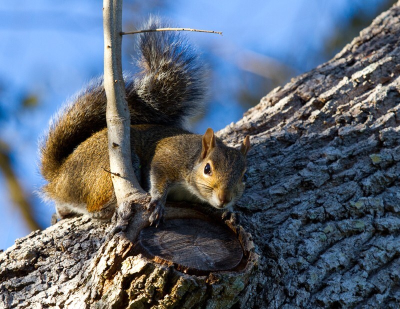 AnimalsCreatures _0035 - Animals, Creatures