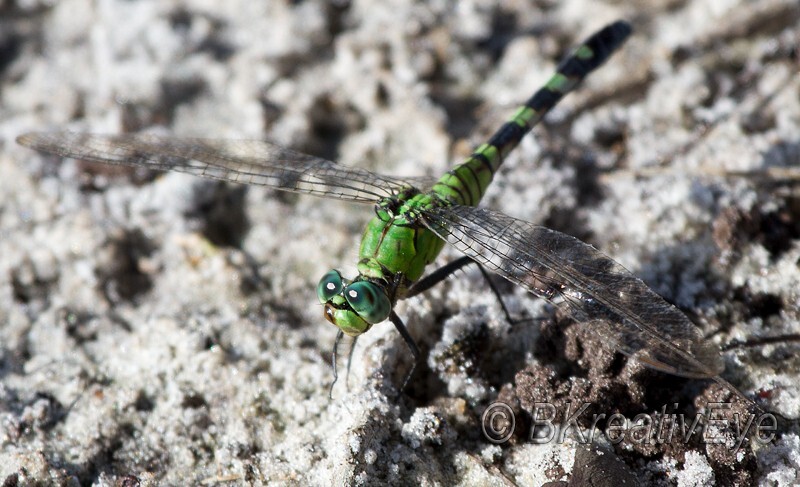 AnimalsCreatures 203 - Dragonflies