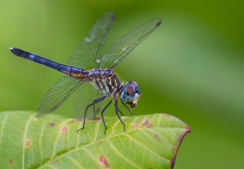 Dragonflies _0044 - Dragonflies