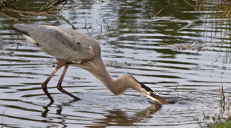 Great Blue Heron _0085 - Great Blue Heron