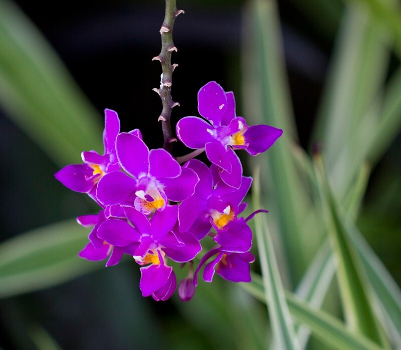 Floral_0108 - Floral - Plants