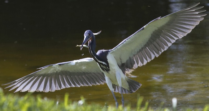 Tricolored Heron _0010 - Tri-Colored Heron
