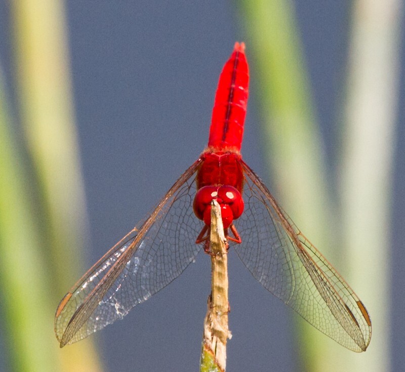 Dragonflies _0038 - Dragonflies