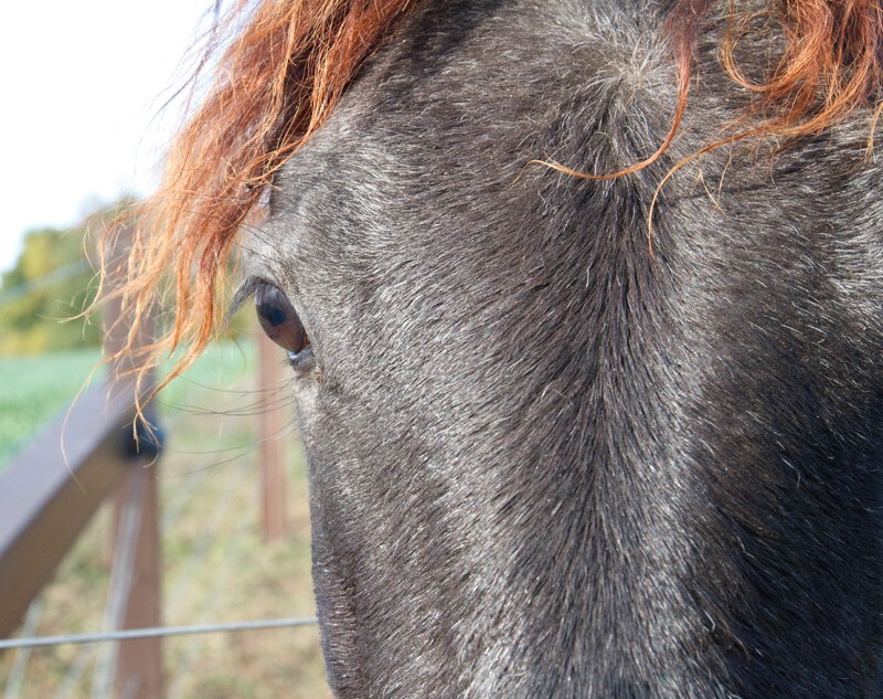 AnimalsCreatures _0012 - Animals, Creatures