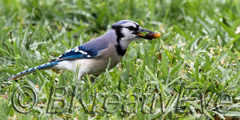 Birds 209 - Birds
