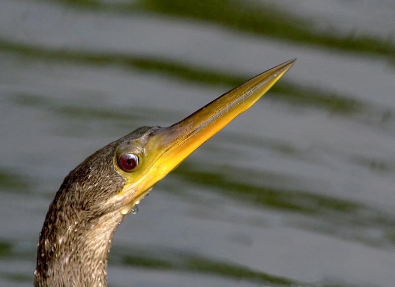 Anhinga Everglades Florida Wild Birds by Brian Kitzman