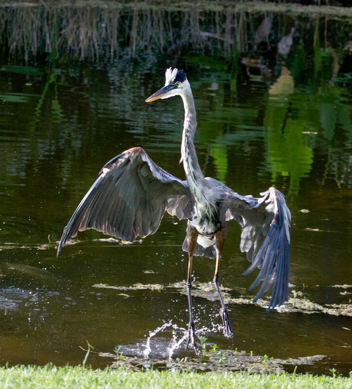 Great Blue Heron _0080 - Great Blue Heron
