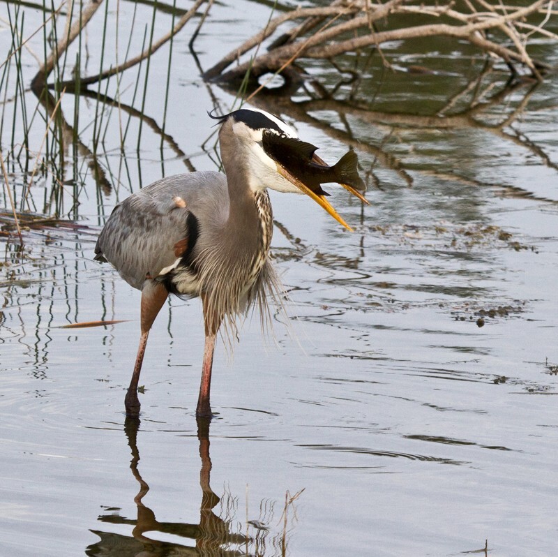 Great Blue Heron _0087 - Great Blue Heron
