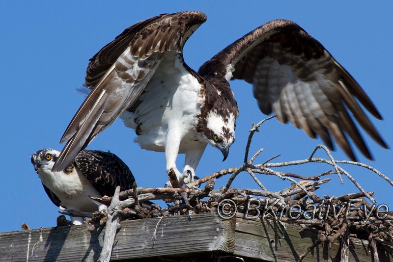 OSP Birds 321 - Osprey