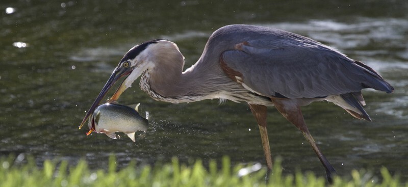 Great Blue Heron _0004 - Great Blue Heron