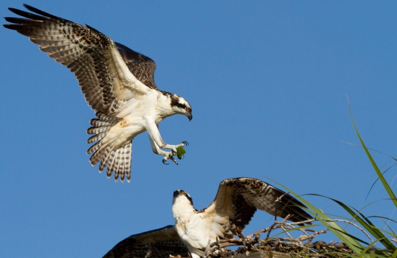 Osprey_0014 - Osprey