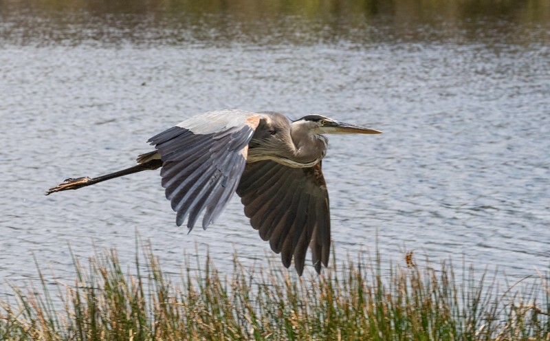 Great Blue Heron _0102 - Great Blue Heron