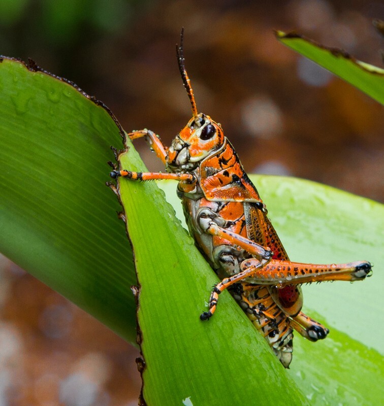 AnimalsCreatures _0093 - Animals, Creatures