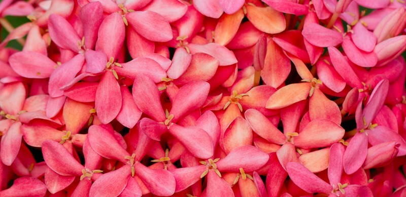 Floral_0029 - Floral - Plants