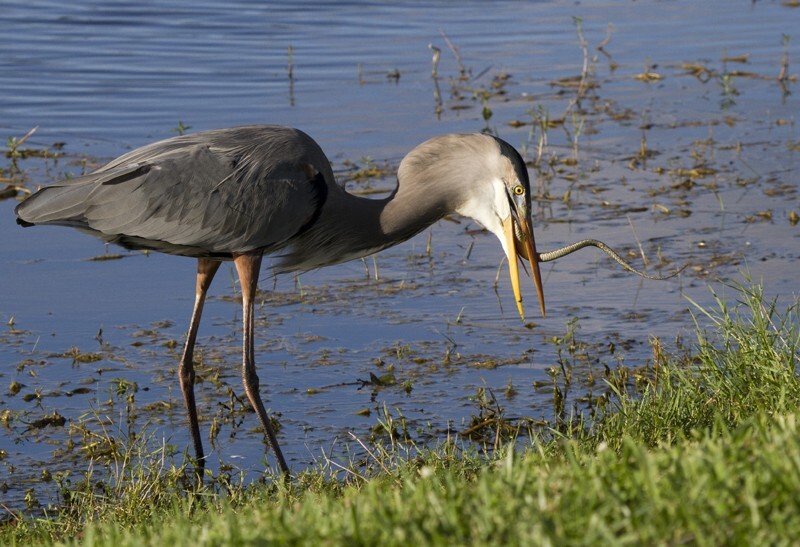 Great Blue Heron _0044 - Great Blue Heron