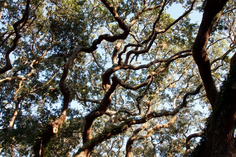 Trees  _0031 - Trees