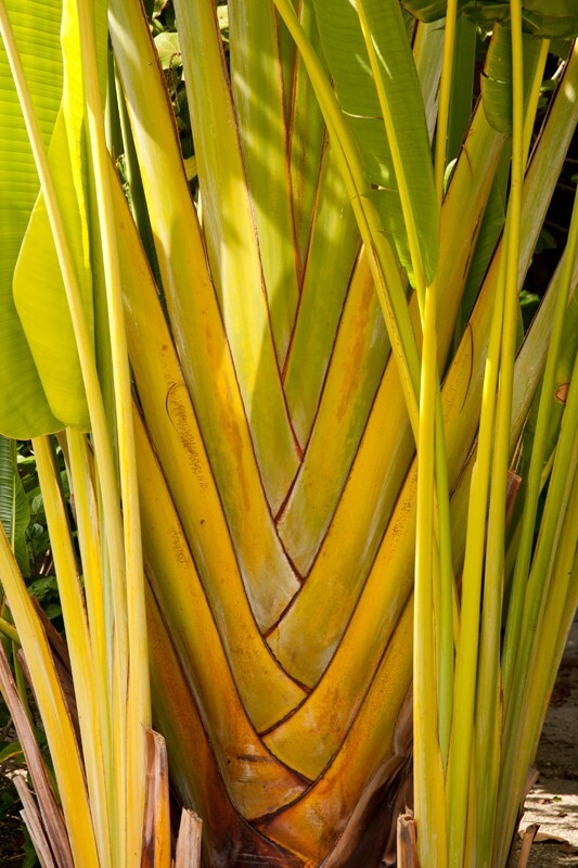 Trees  _0018 - Trees