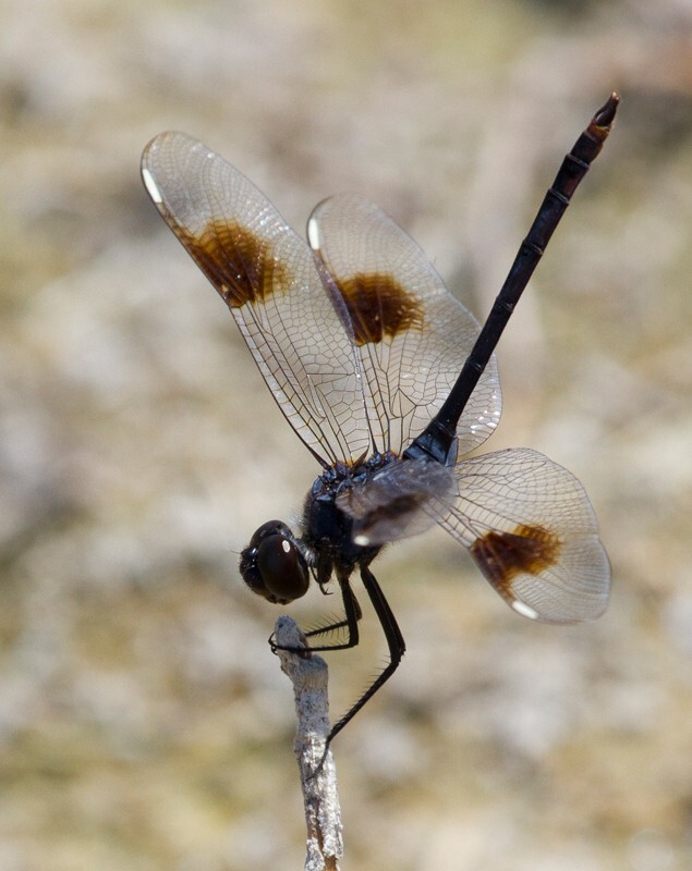 Dragonflies _0041 - Dragonflies