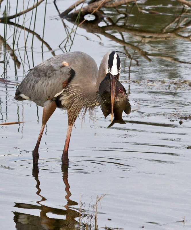 Great Blue Heron _0086 - Great Blue Heron
