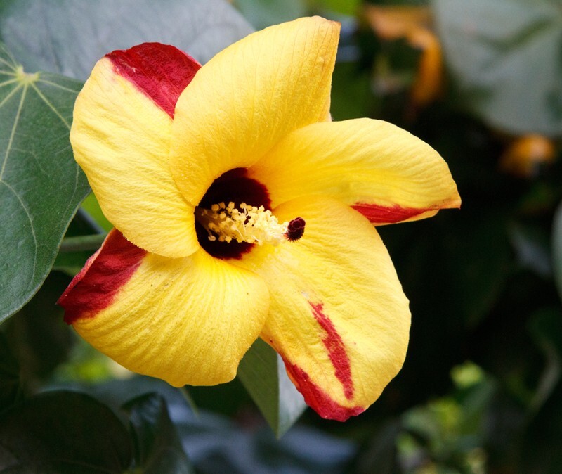 Floral_0111 - Floral - Plants