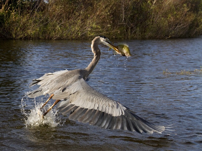 Great Blue Heron _0052 - Great Blue Heron