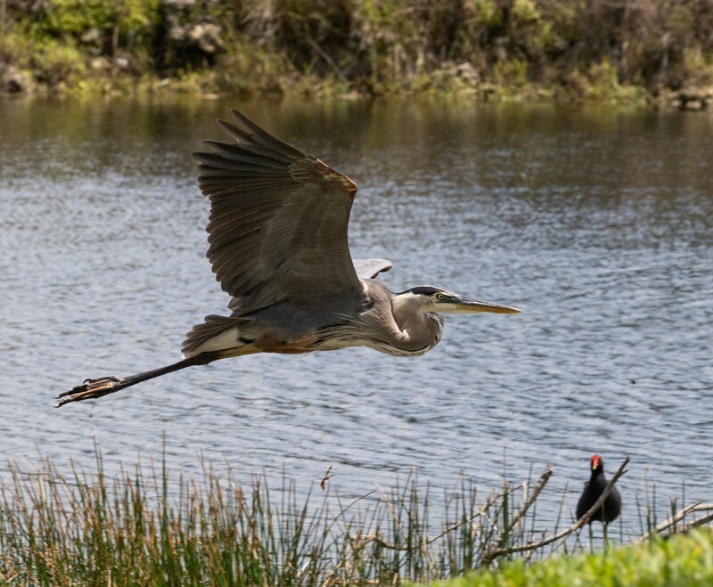 Great Blue Heron _0103 - Great Blue Heron