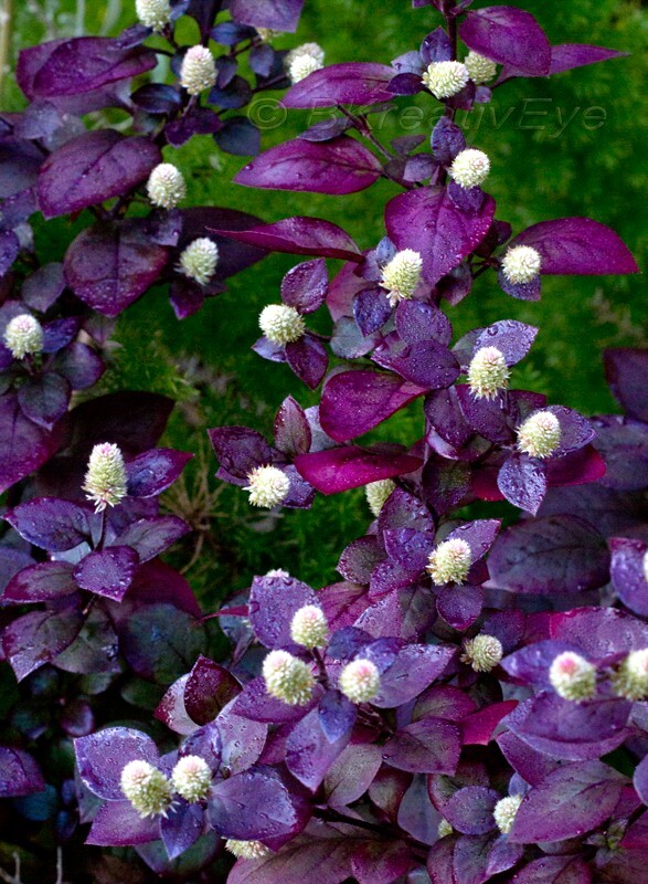 Floral 156 - Floral - Plants