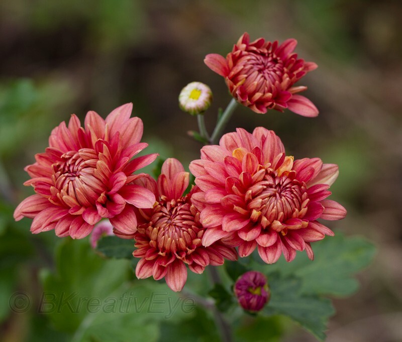 Floral 185 - Floral - Plants