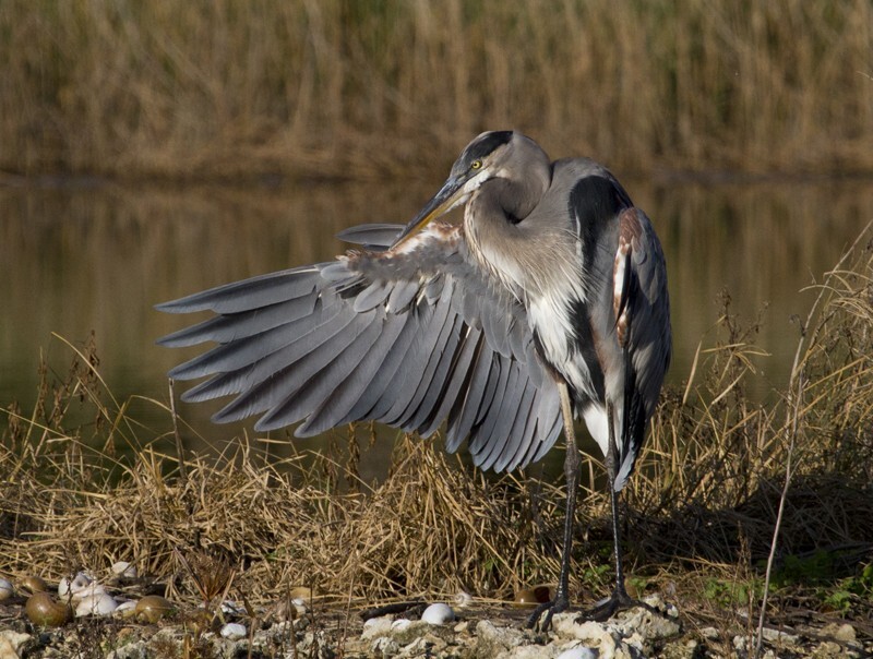 Great Blue Heron _0003 - Great Blue Heron